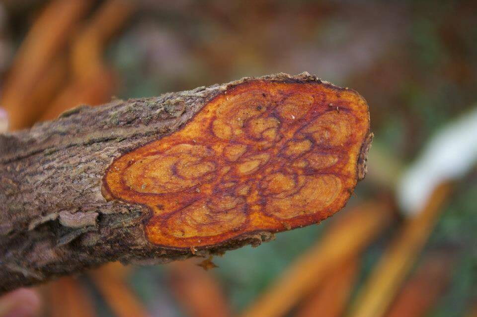O ceremonie cu Ayahuasca