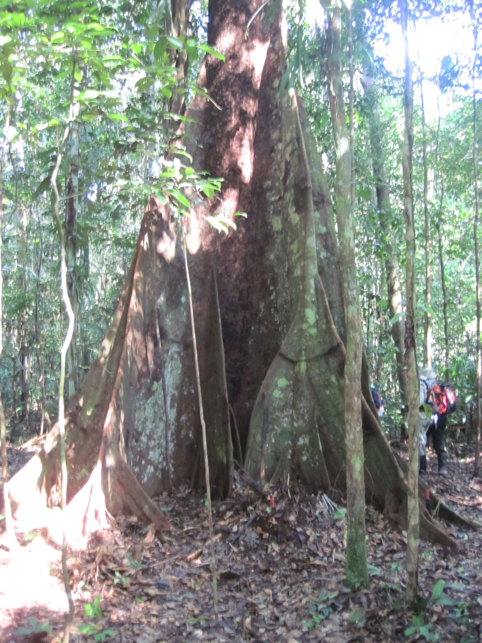 Copacul lui Yashingo